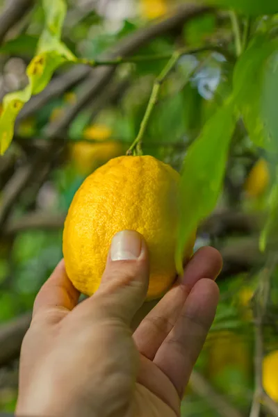 Skörd citroner — Stockfoto