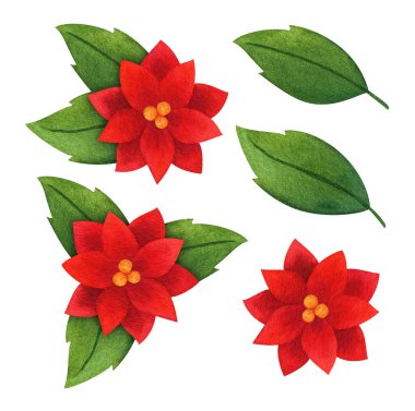 Poinsettia 'nın yaprakları ve kırmızı çiçekleri. Noel bitkilerinin suluboya çizimleri. Kartpostallar, parmak izleri, doğal dekor için botanik öğeleri. Clipart beyaz bir arkaplanda izole edilir.