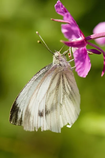 Motyl — Zdjęcie stockowe