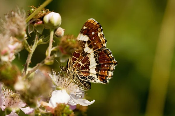 Farfalla — Foto Stock