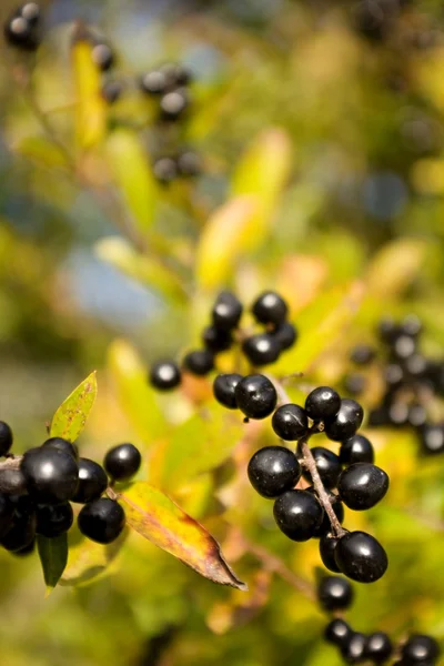 Beeren — Stockfoto