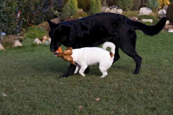 Kleine hond — Stockfoto