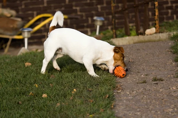 Kleine hond — Stockfoto