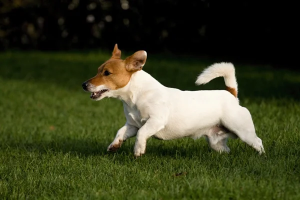 Liten hund — Stockfoto