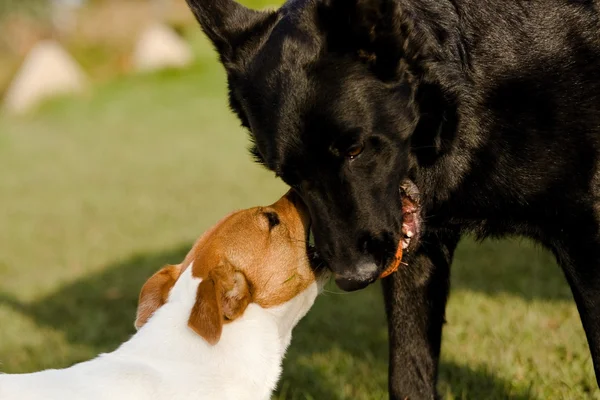 Cão pequeno — Fotografia de Stock