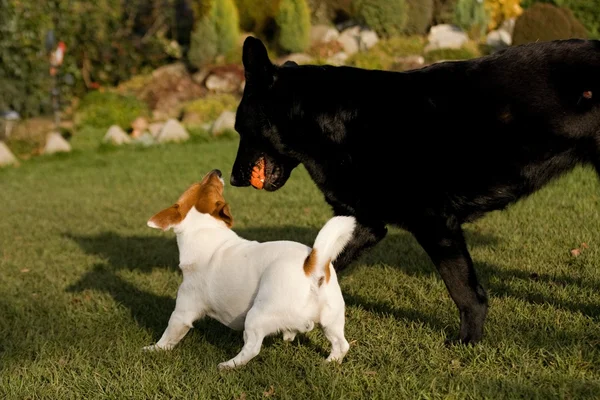 Kleiner Hund — Stockfoto