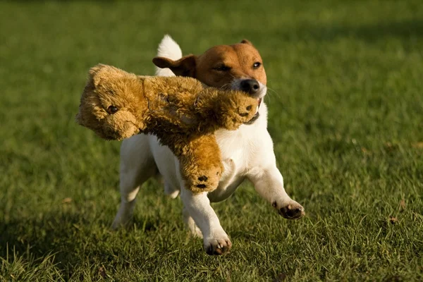 Liten hund — Stockfoto