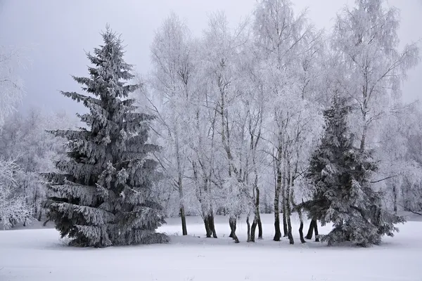 Vinter — Stockfoto