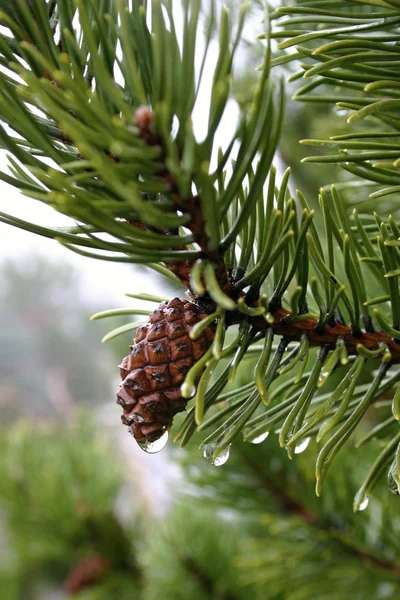 Pine — Stock Photo, Image