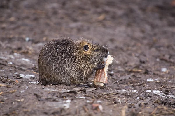 Nutria — Foto de Stock