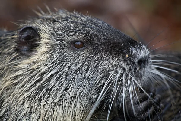 Nutria — Foto de Stock