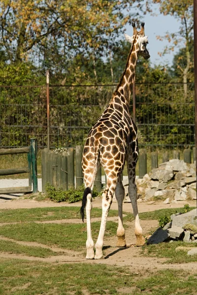 Giraffe — Stock Photo, Image