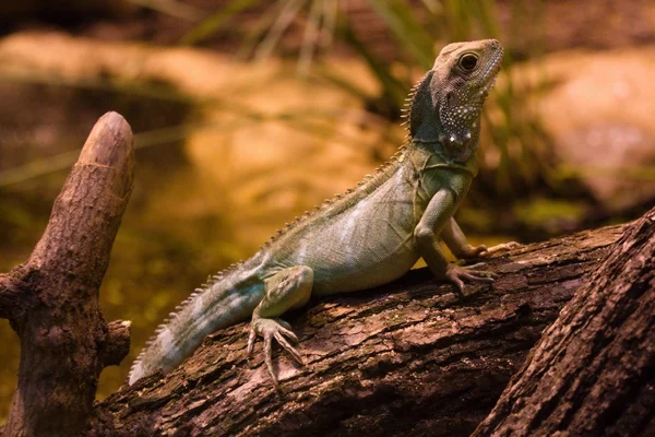 Lguana — стоковое фото