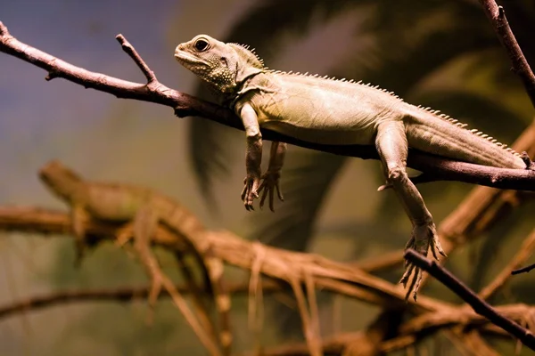 Lguana — стоковое фото