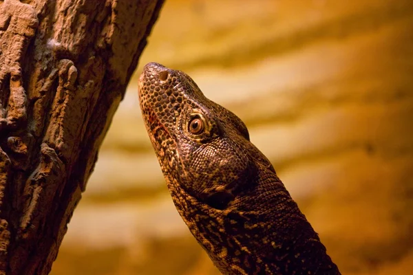 Lguana — Stok fotoğraf
