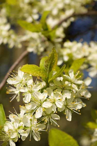 Flor — Foto de Stock