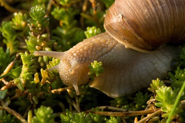 Schnecke — Stockfoto