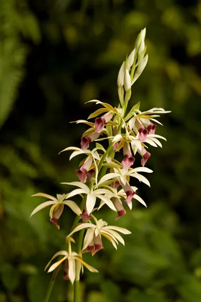 Blomster – stockfoto