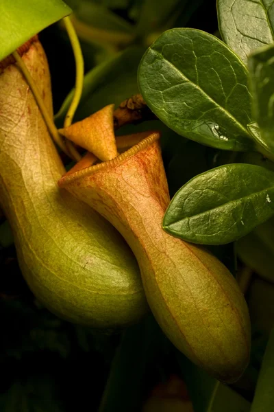 Flores — Foto de Stock