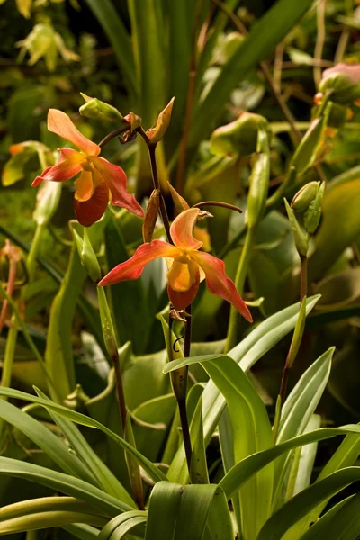 Flores — Fotografia de Stock