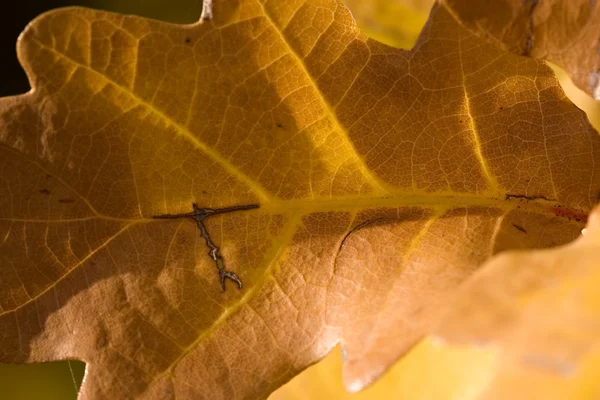 Laub — Stockfoto