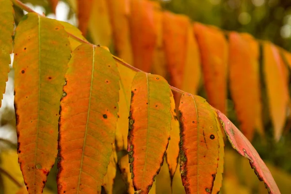 Foliage — Stock Photo, Image