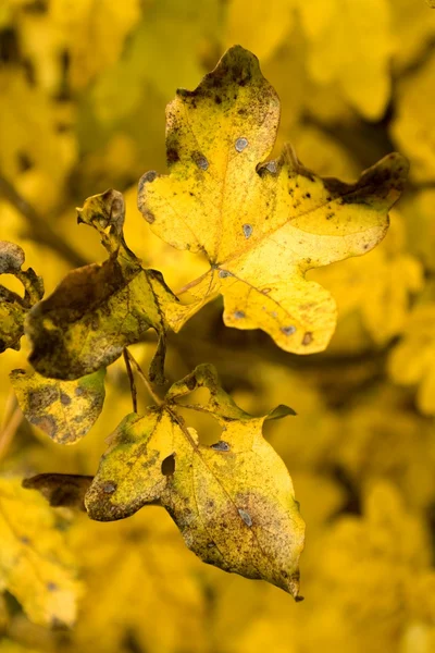 Foliage — Stock Photo, Image