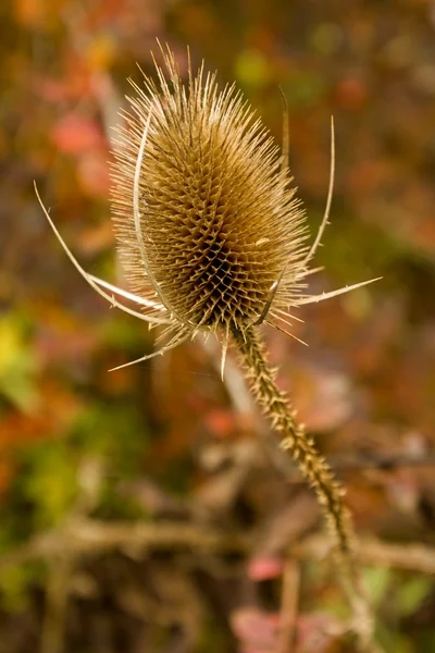 Tistel — Stockfoto