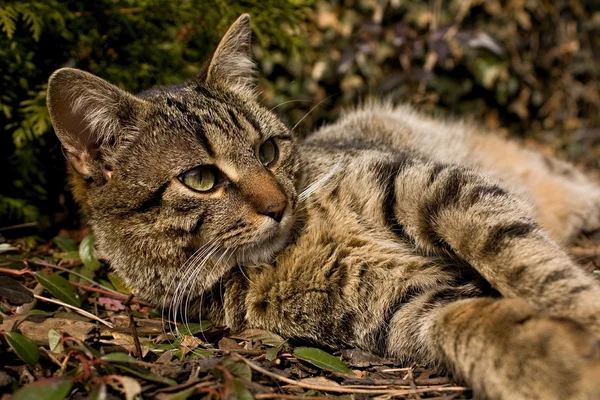 Küçük kedi — Stok fotoğraf