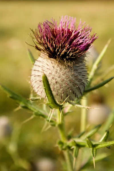 Thistle — Stock Photo, Image