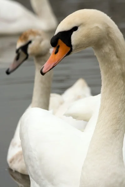 Cisne —  Fotos de Stock