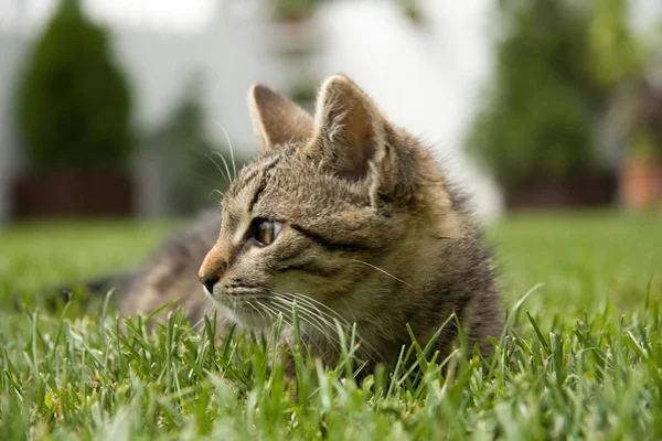 Küçük kedi — Stok fotoğraf