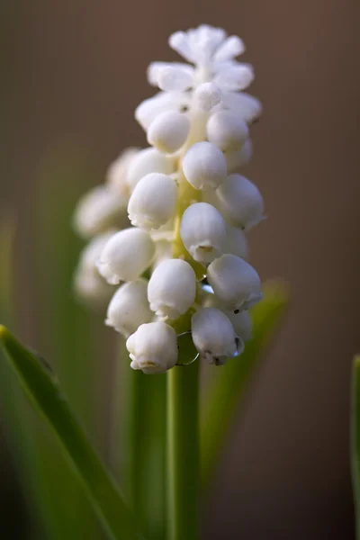 Flores — Fotografia de Stock