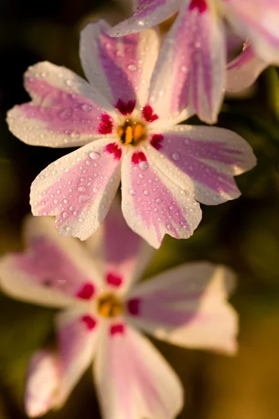 Flores — Fotografia de Stock