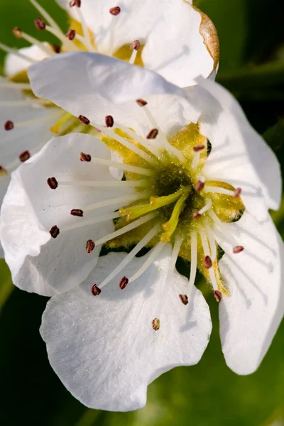 Blume — Stockfoto