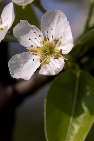 Blomma — Stockfoto