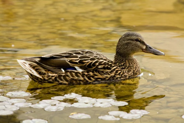 Eenden — Stockfoto