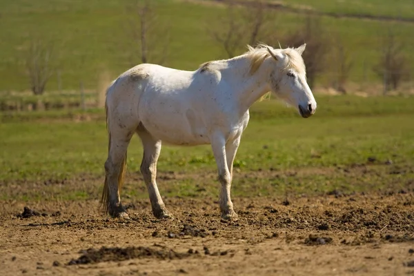 Cavalo — Fotografia de Stock