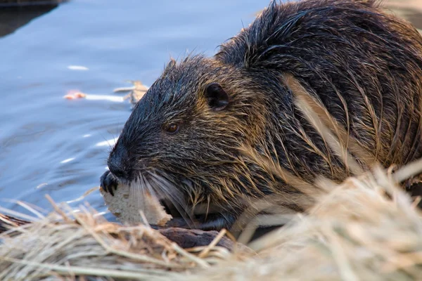 Nutria — Foto de Stock