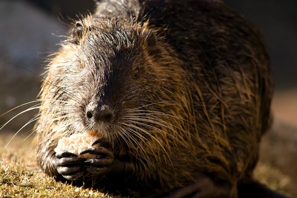 Nutria — Foto de Stock