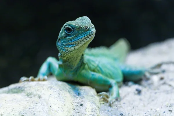 Lguana — стоковое фото