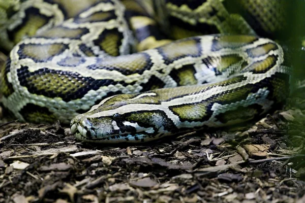 Serpiente — Foto de Stock