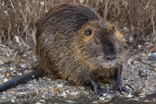 Nutria — Foto de Stock