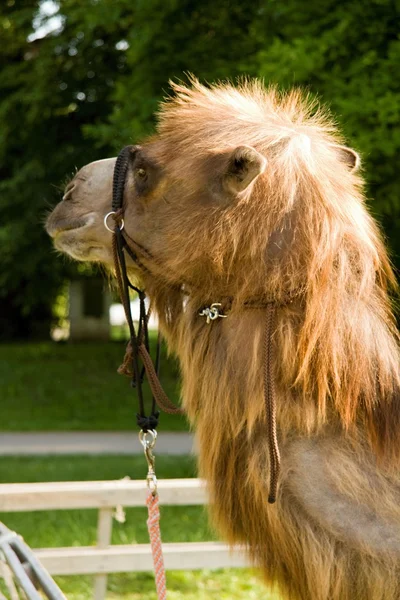 Camel — Stock Photo, Image