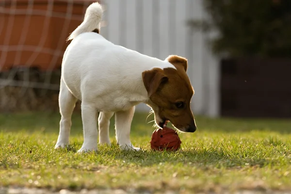 Lille hund – stockfoto