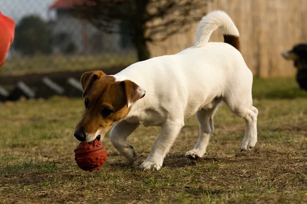 Lille hund – stockfoto