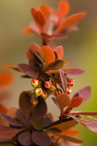 Flor — Foto de Stock