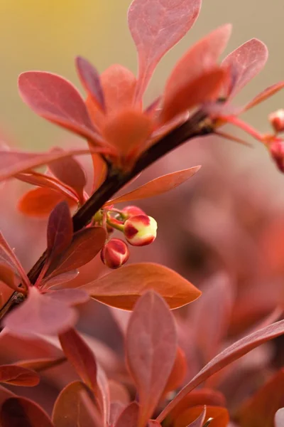 Flor — Foto de Stock