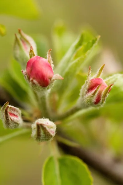 Blume — Stockfoto