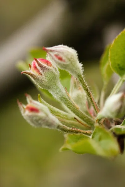 Blume — Stockfoto